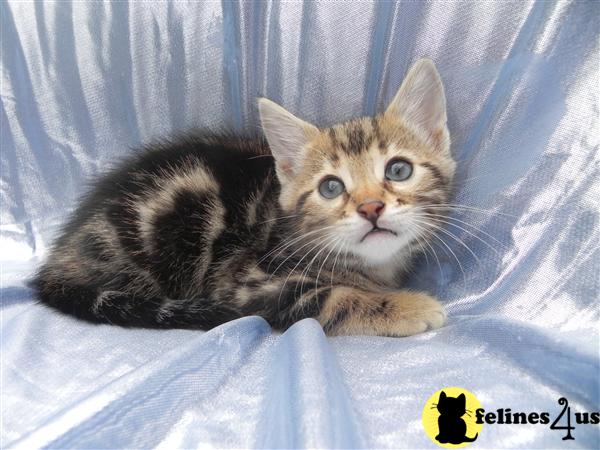 Kittens for Sale in Ohio