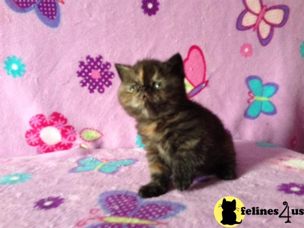 Exotic Shorthair Kittens