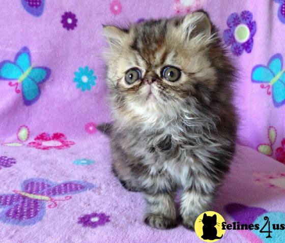 Persian Kittens