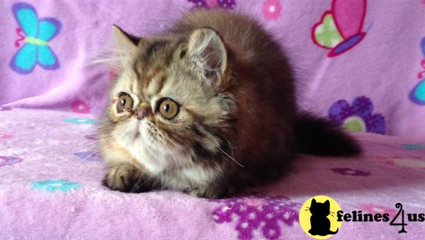 Kittens for Sale
