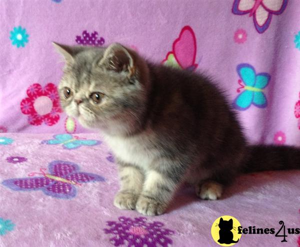 Kittens for Sale