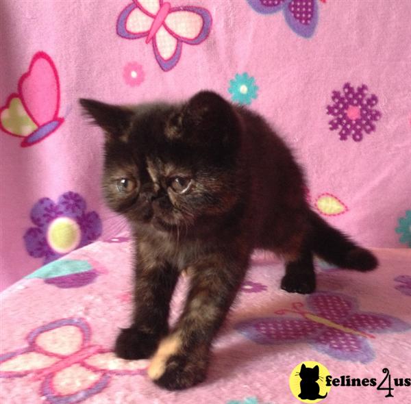 Kittens for Sale