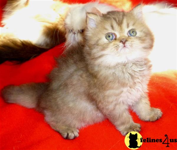 Persian Kittens