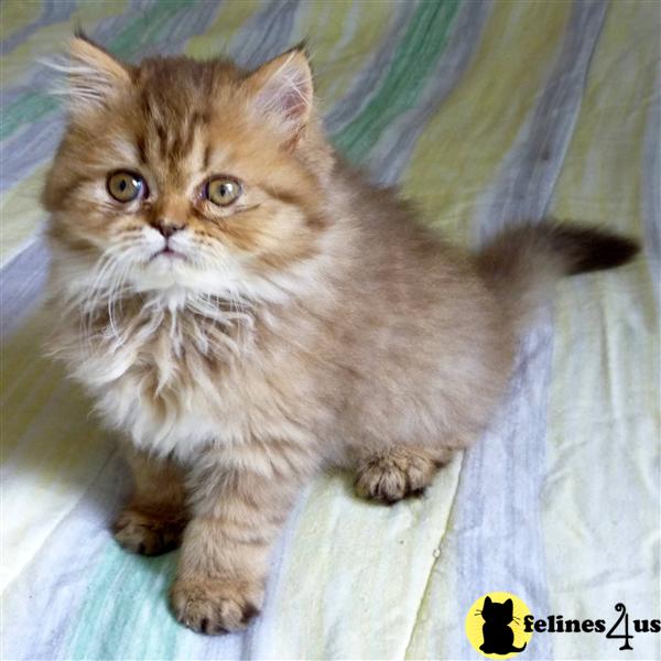 Kittens for Sale