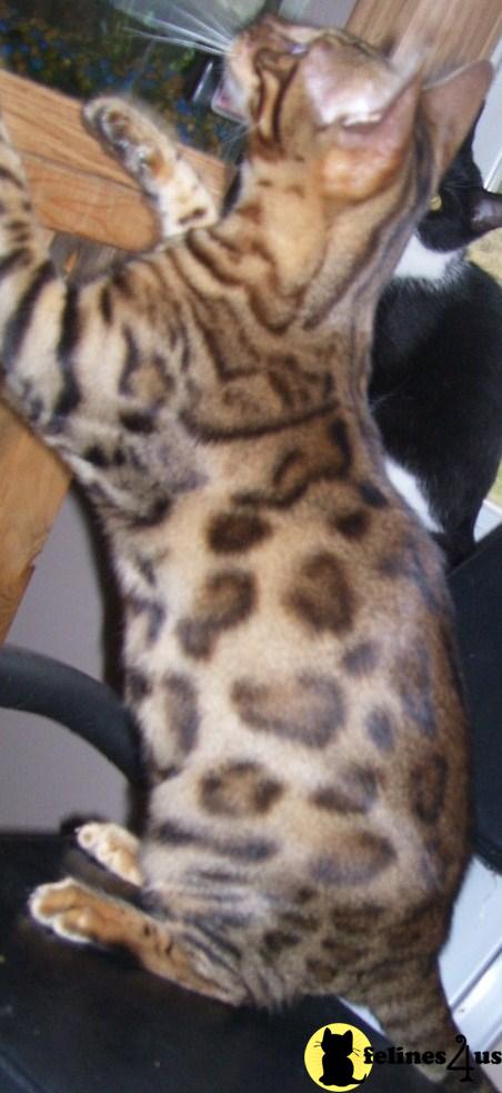 Bengal Kittens in Minnesota