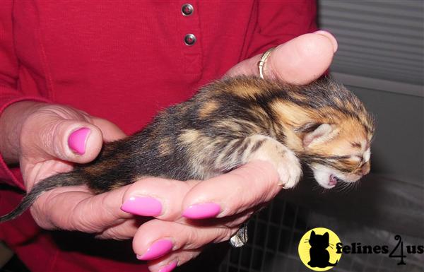 Kittens for Sale in Massachusetts