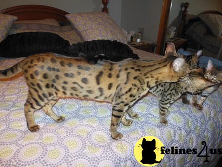 Savannah Kittens