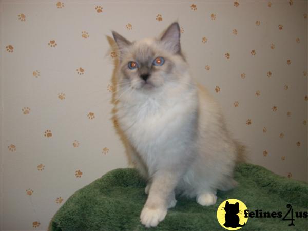 Kittens for Sale in California
