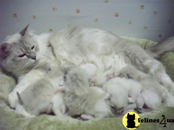 Ragdoll Kittens