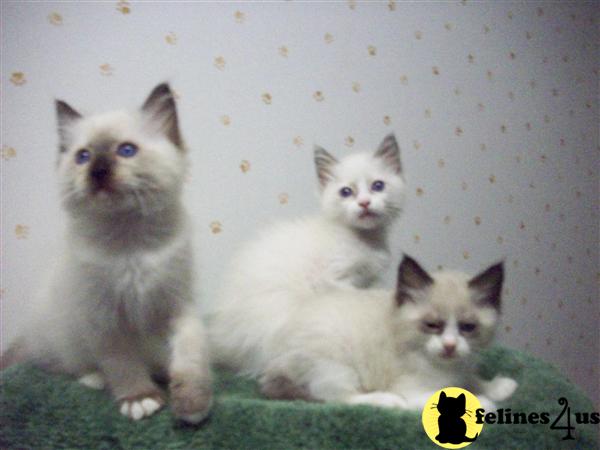 Ragdoll Kittens