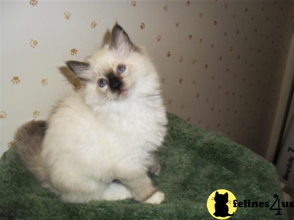 Female Seal mitted