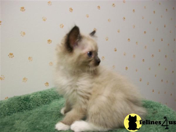 Seal mitted female kitten