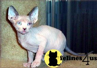 Sphynx Kittens