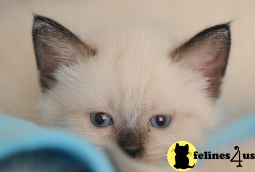 Kittens for Sale in Colorado