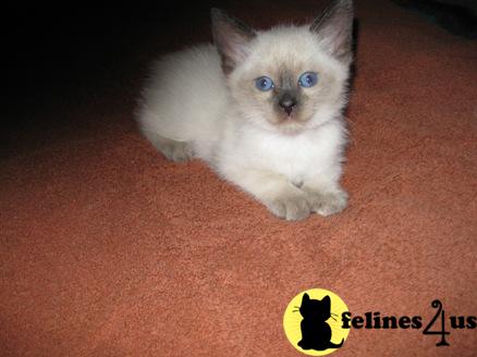 Siamese Kittens