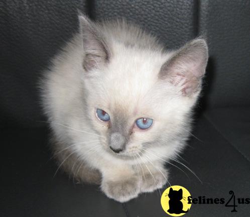Siamese Kittens
