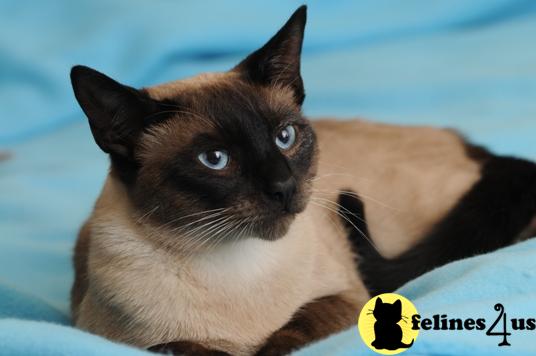 Classic Siamese at stud