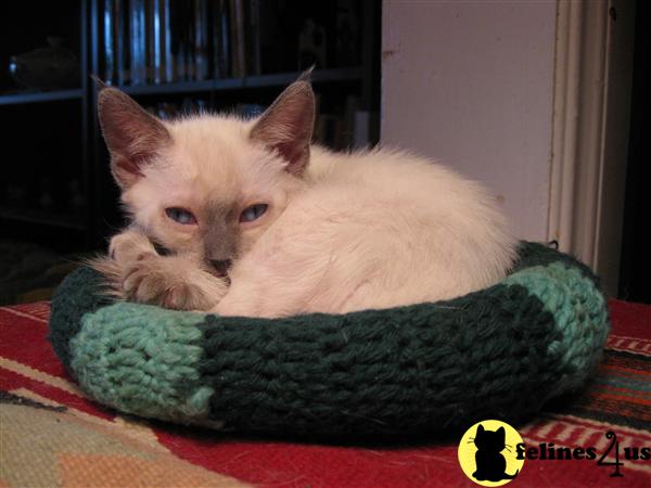 Traditional Siamese Kittens for sale in Colorado