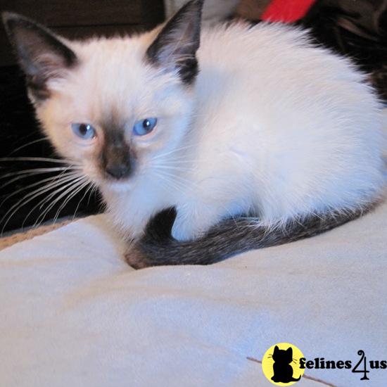 Siamese Kittens