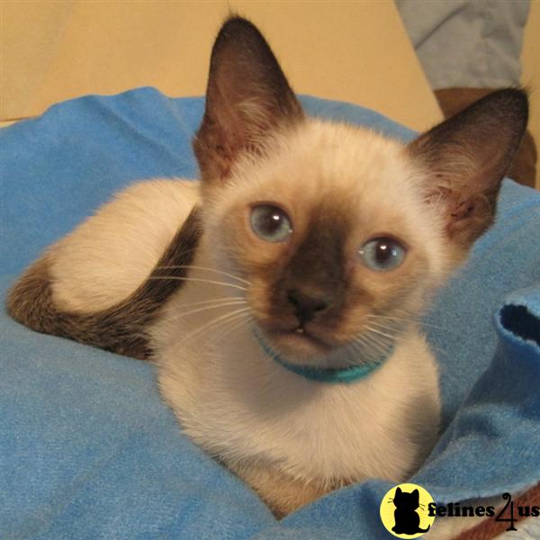 Siamese Kittens