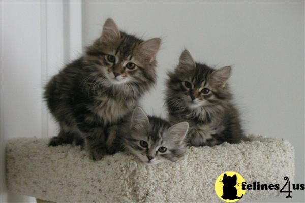 NJ USA, Siberian Kittens