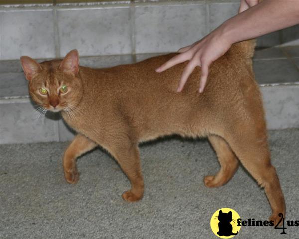 Red Pepper Hansom Red Male Aby