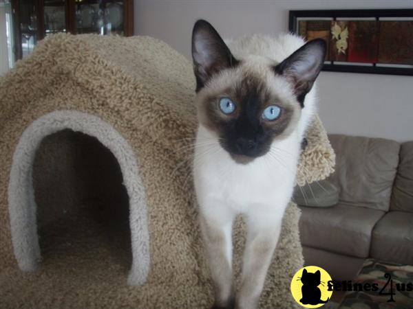 Kittens for Sale