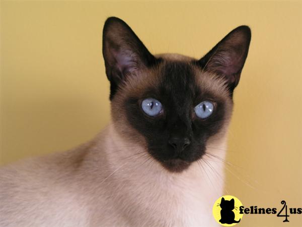 Siamese Kittens