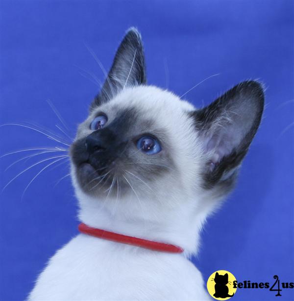 Siamese Kittens