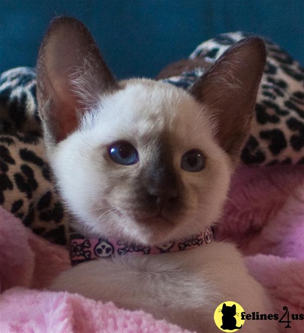 Kittens for Sale