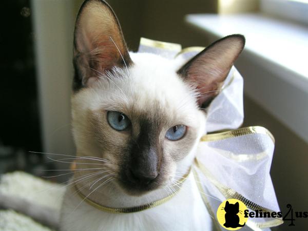 Siamese Kittens