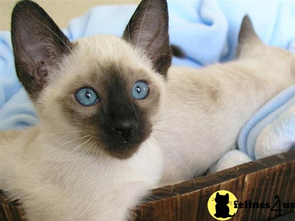 Siamese Kittens