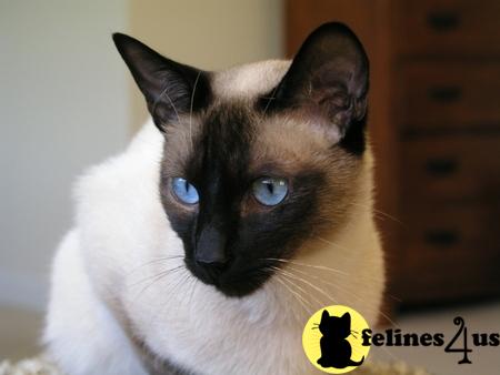 Siamese Kittens