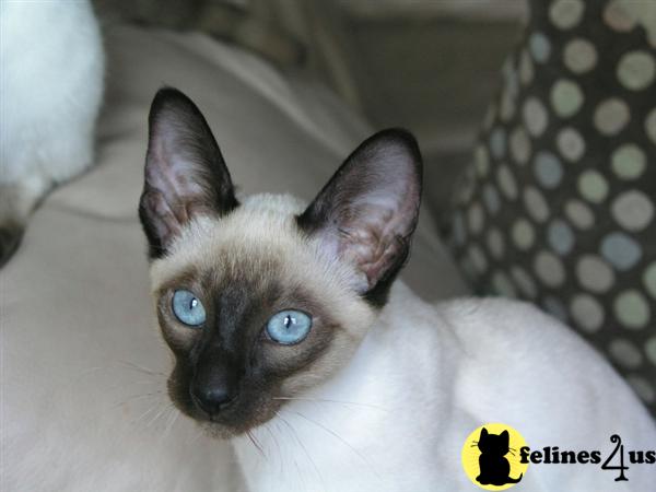 Siamese Kittens