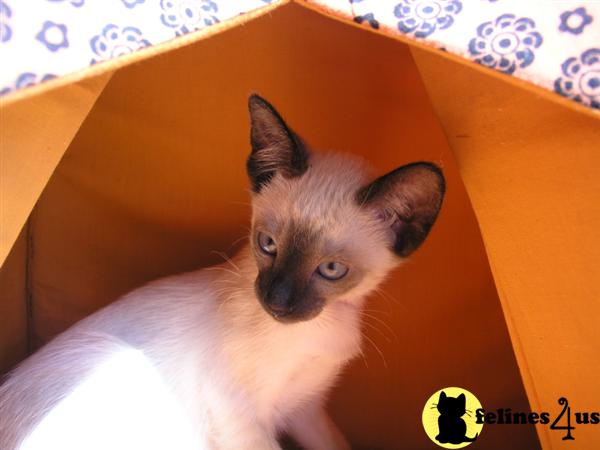 Siamese Kittens