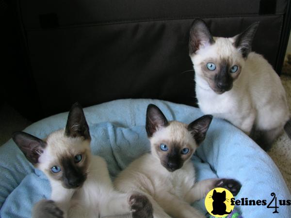 Siamese Kittens