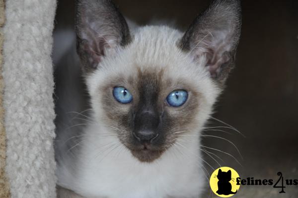 Siamese Kittens
