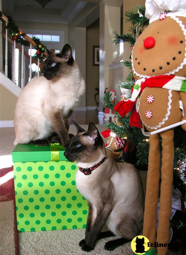 Happy Holidays from Carolina Blues Cattery