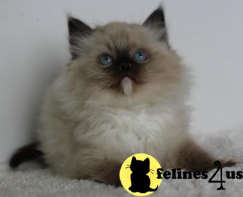 Ragdoll Kittens