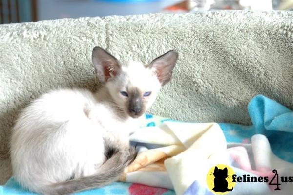 Siamese Kittens