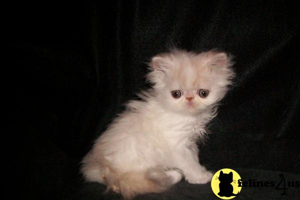Kittens for Sale in Florida