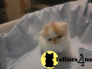 Kittens for Sale in Florida