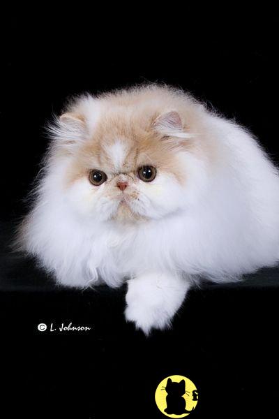 Kittens for Sale in Florida