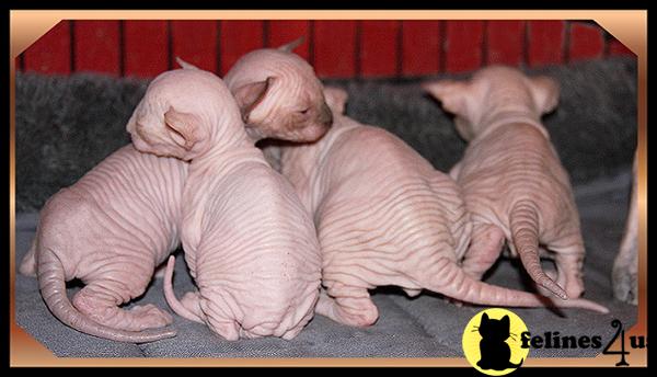 Amoire Sphynx Cattery