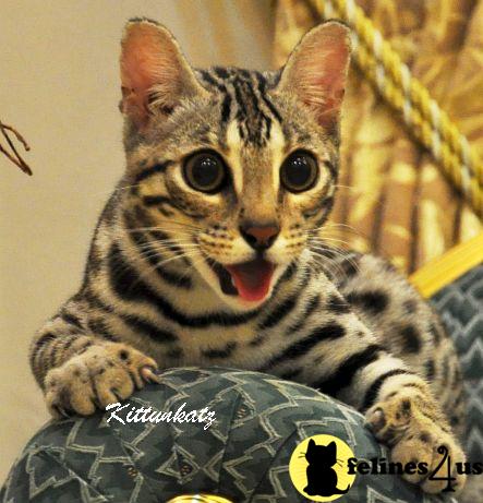 Cat Photo Contest