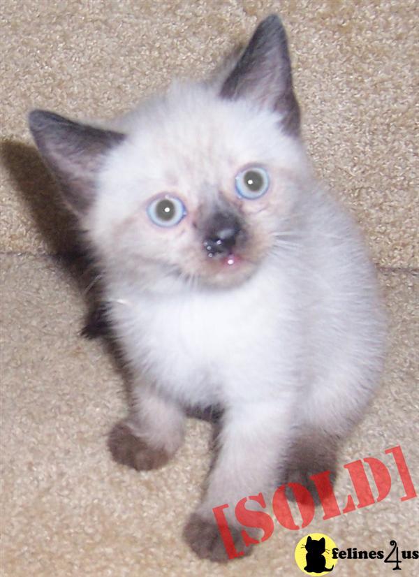 Siamese Kittens For Sale Dover Delaware at Renee Murphy blog