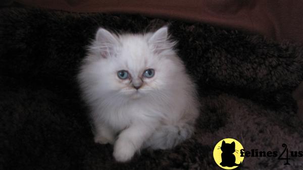Kittens for Sale in Kansas
