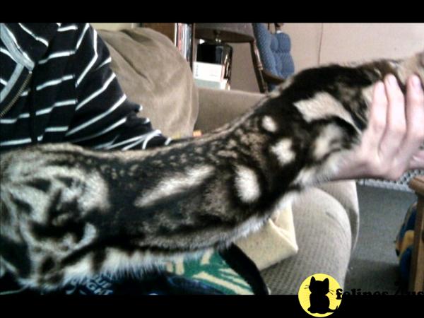 Bengal Kittens in Massachusetts