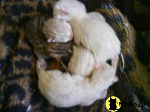 Bengal Kittens