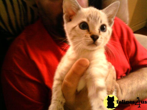 Bengal Kittens in Massachusetts